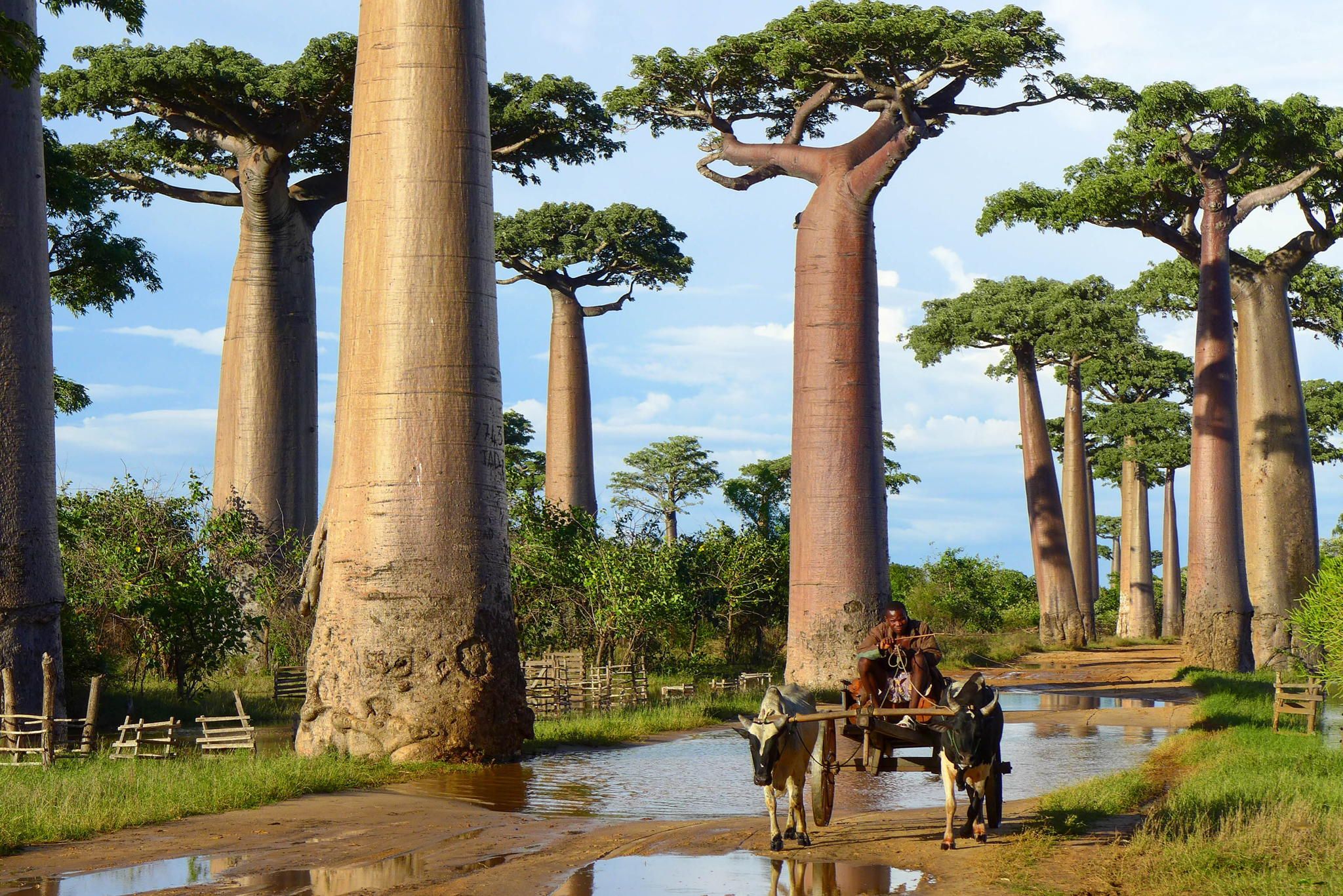 Nature Baobab Tree HD Wallpaper | Background Image