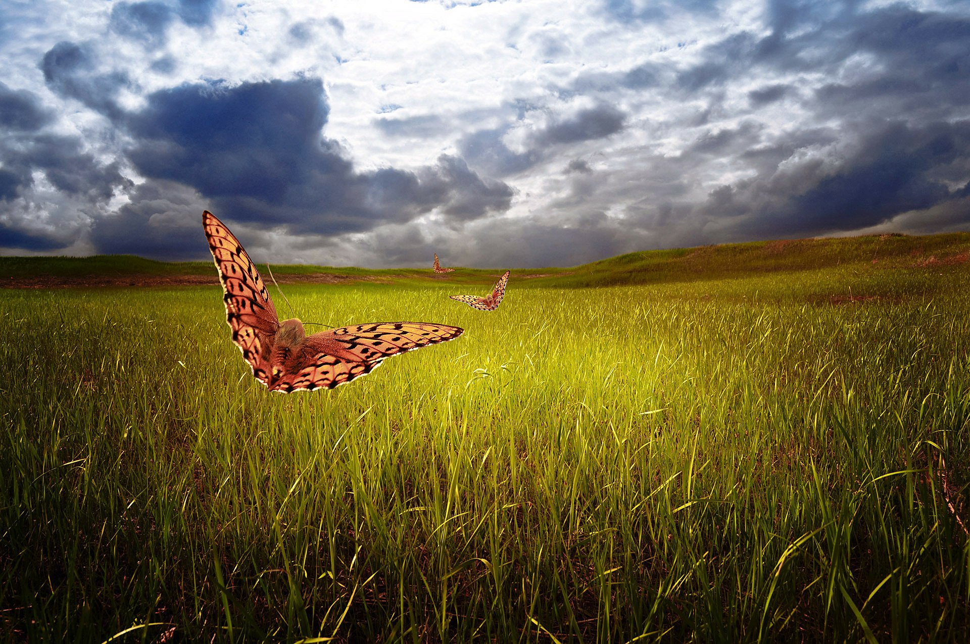 Download Cloud Sky Butterfly Grass Field Artistic Fantasy HD Wallpaper