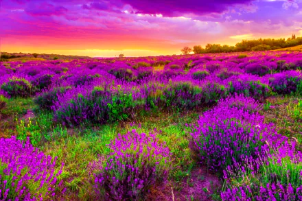 HD PC desktop wallpaper and background: a lavender field beneath a violet-purple sky with clouds at sunset, rolling green hills in a vibrant nature scene.