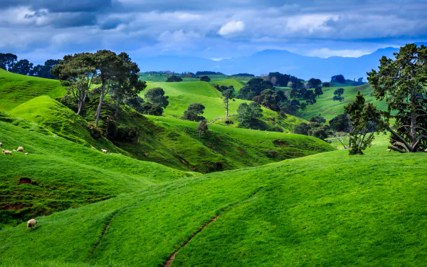 Lush green hills and grasslands under a partly cloudy sky showcase the serene natural landscape of New Zealand in this 4K Ultra HD desktop wallpaper.