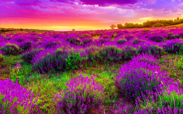 HD PC desktop wallpaper and background: a lavender field beneath a violet-purple sky with clouds at sunset, rolling green hills in a vibrant nature scene.