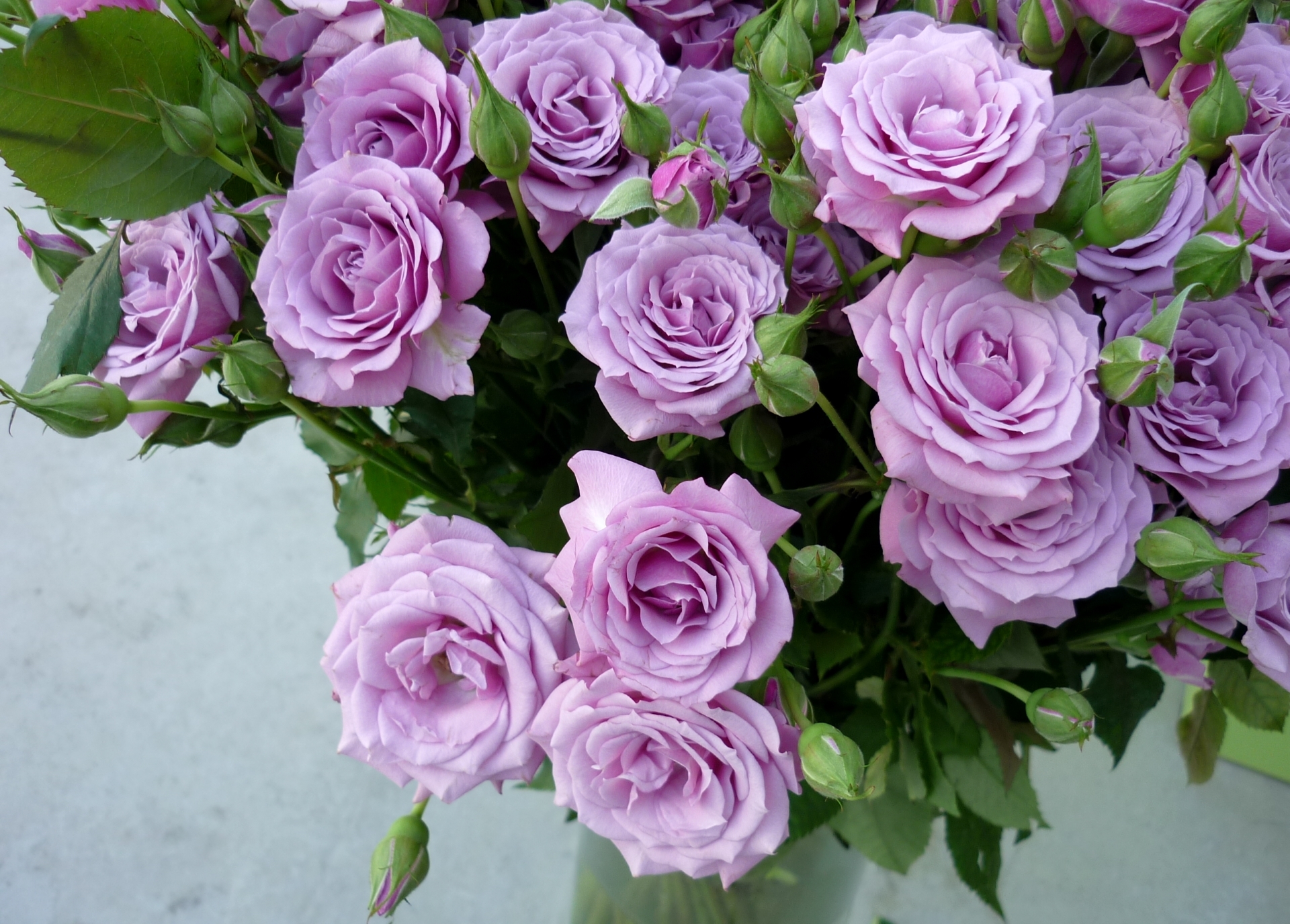 Lavender-Colored Roses