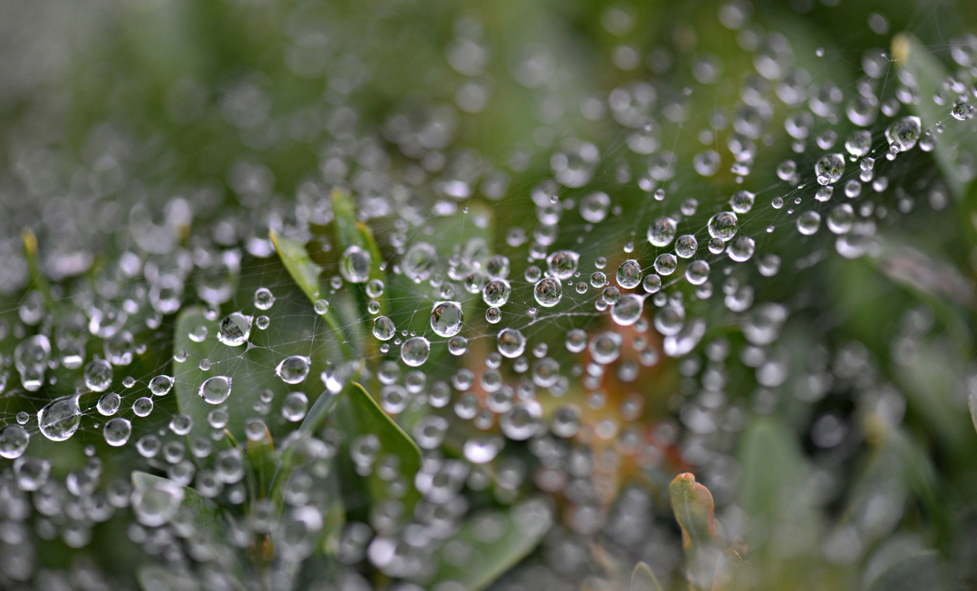 Macro photography of dew drops on a spider web delicately resting on green plants, captured in high definition for a PC desktop wallpaper background.