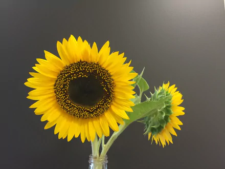 yellow flower man made flower HD Desktop Wallpaper | Background Image