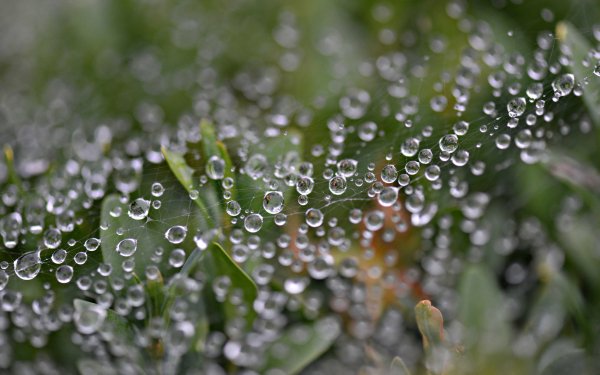 Photography Spider Web Macro Dew Drop Plant Water Drop HD Wallpaper | Background Image
