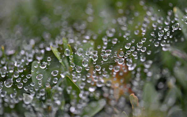 Macro photography of dew drops on a spider web delicately resting on green plants, captured in high definition for a PC desktop wallpaper background.