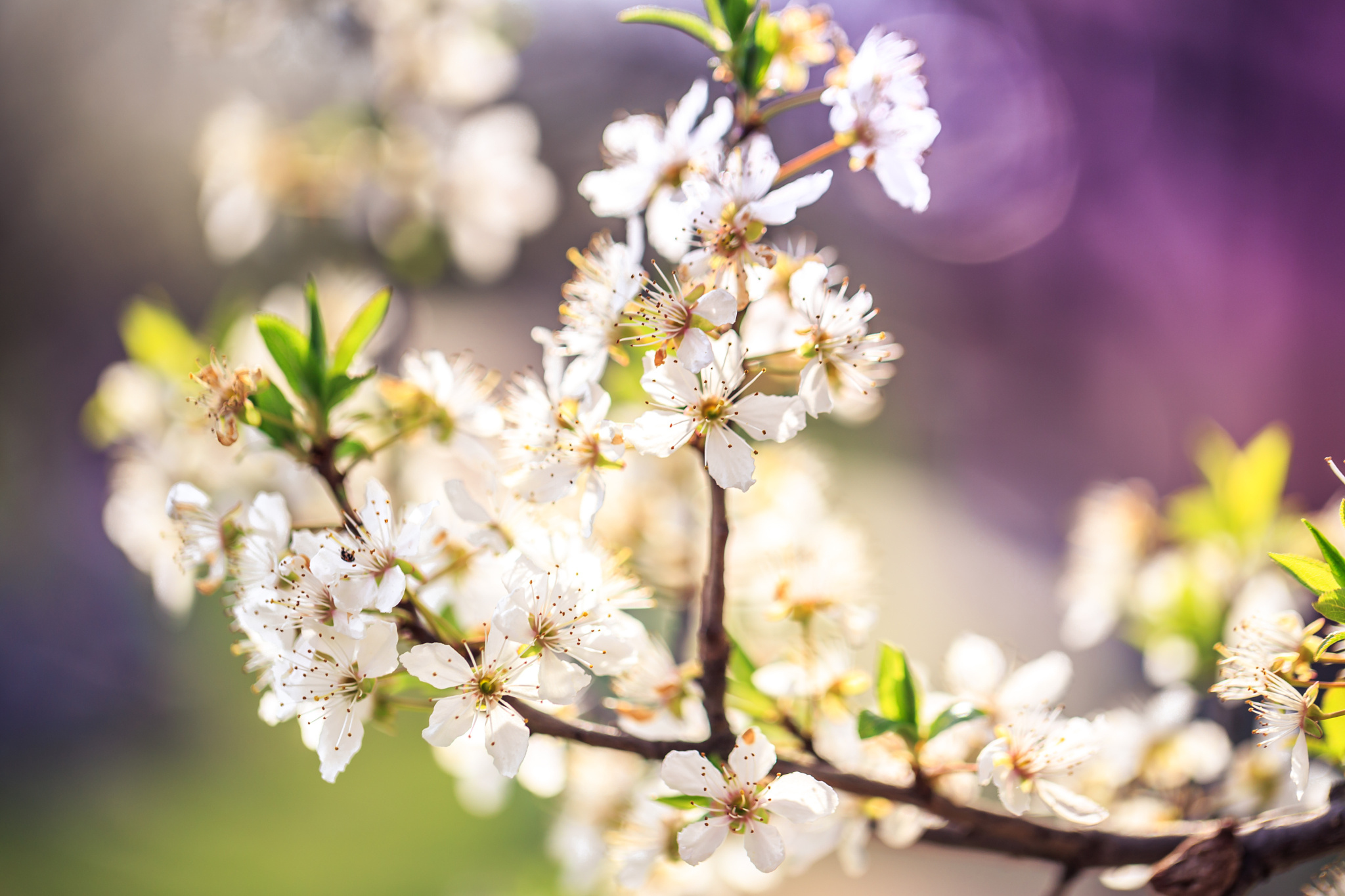 Download Bokeh Spring White Flower Branch Nature Blossom HD Wallpaper