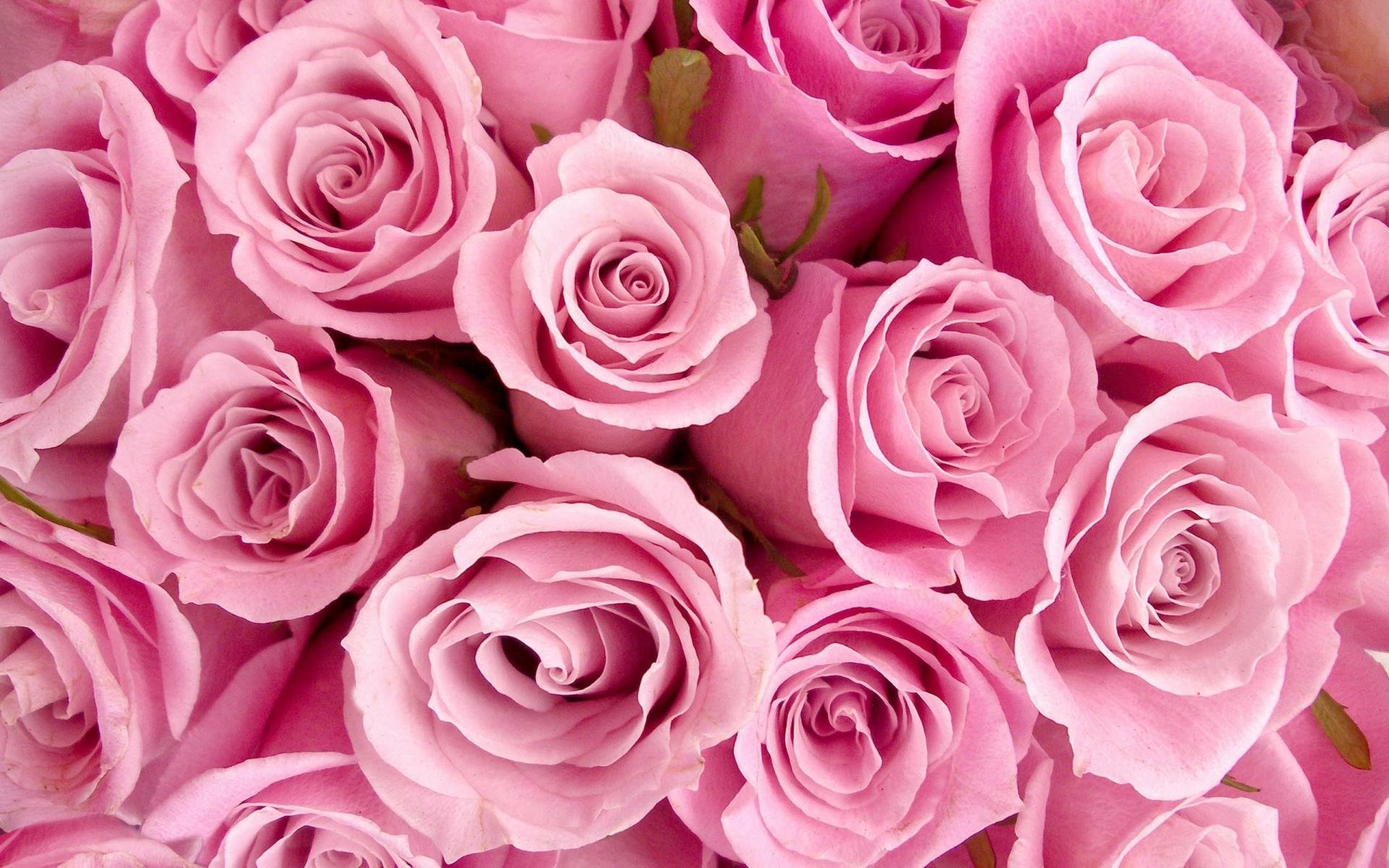 Bouquet Of Pink Rose Flowers In White Background Hd F - vrogue.co
