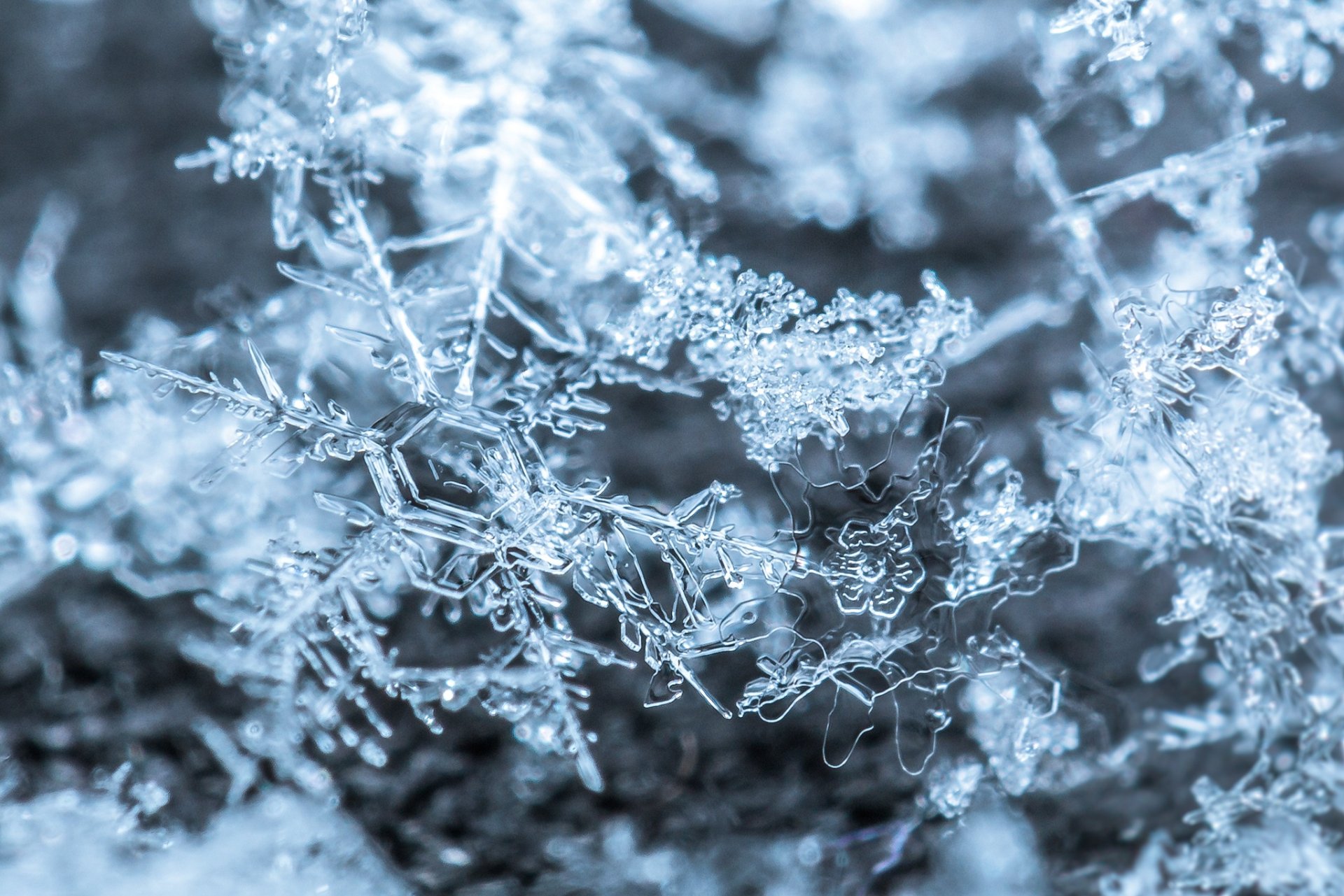 Download Macro Nature Snowflake HD Wallpaper By Cosmin Anghel