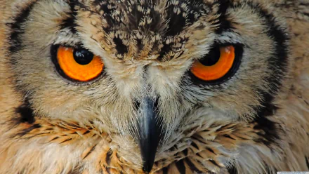 Close-up of a majestic eagle owl, showcasing its striking orange eyes and sharp beak. This vivid 4K Ultra HD image makes an impressive desktop wallpaper.