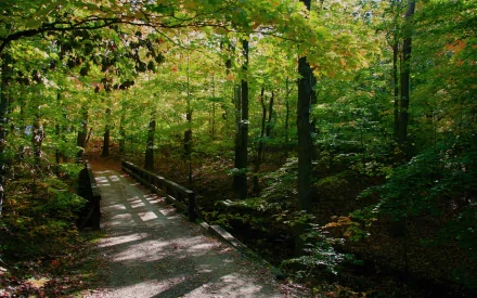 HD desktop wallpaper showcasing a serene forest scene with a leaf-covered pathway and wooden bridge surrounded by lush green trees.