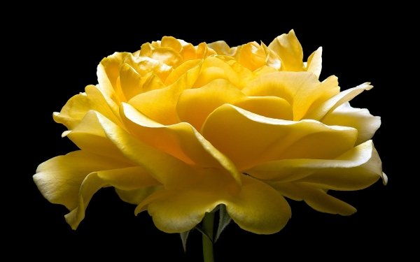 Earth Rose Flowers Flower Close-Up Yellow Flower HD Wallpaper | Background Image
