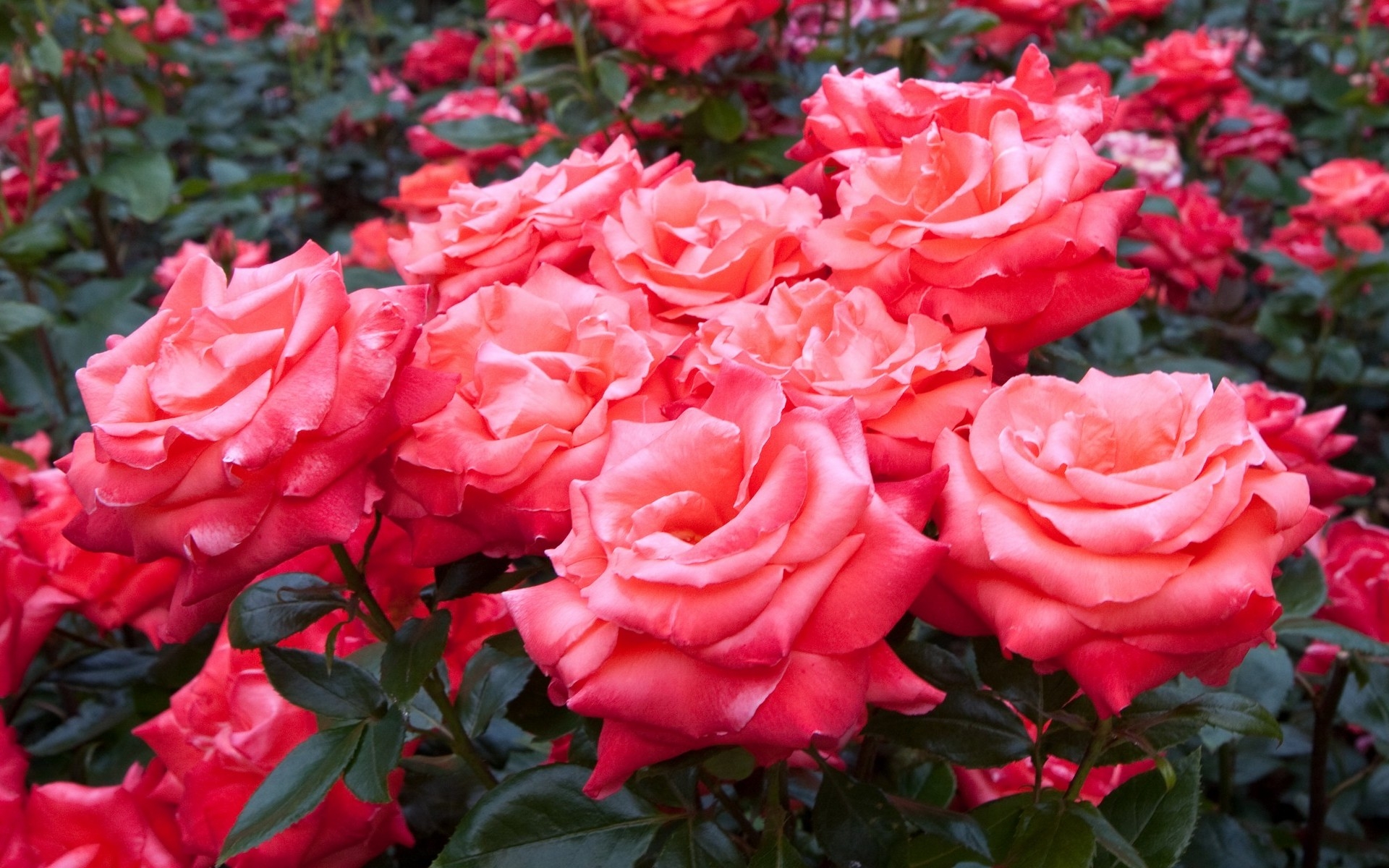 Wallpaper Pink Roses in Tilt Shift Lens, Background - Download Free Image