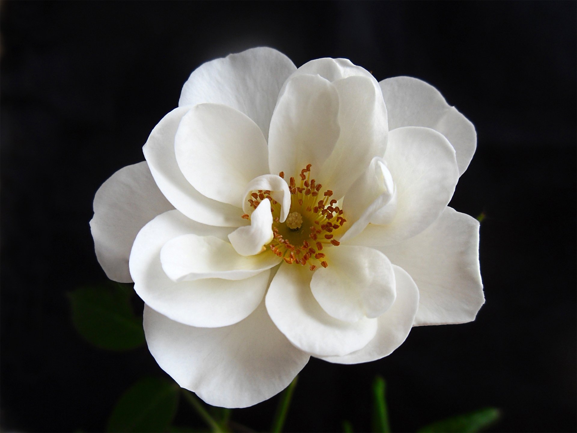 Download White Flower Close-up Petal Nature Flower HD Wallpaper
