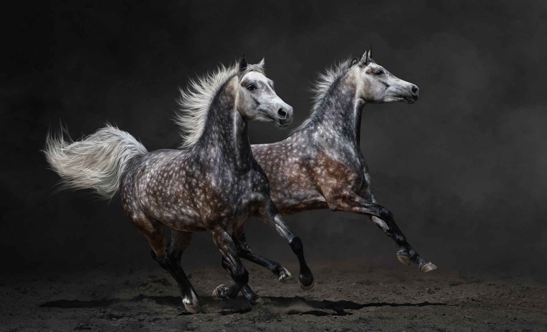 Two dappled horses gallop dynamically against a dark background in this 4K Ultra HD PC desktop wallpaper showcasing animal beauty and motion.