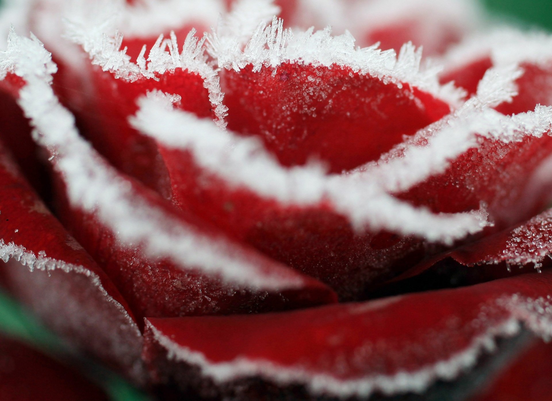 Download Flower Frozen Nature Rose HD Wallpaper