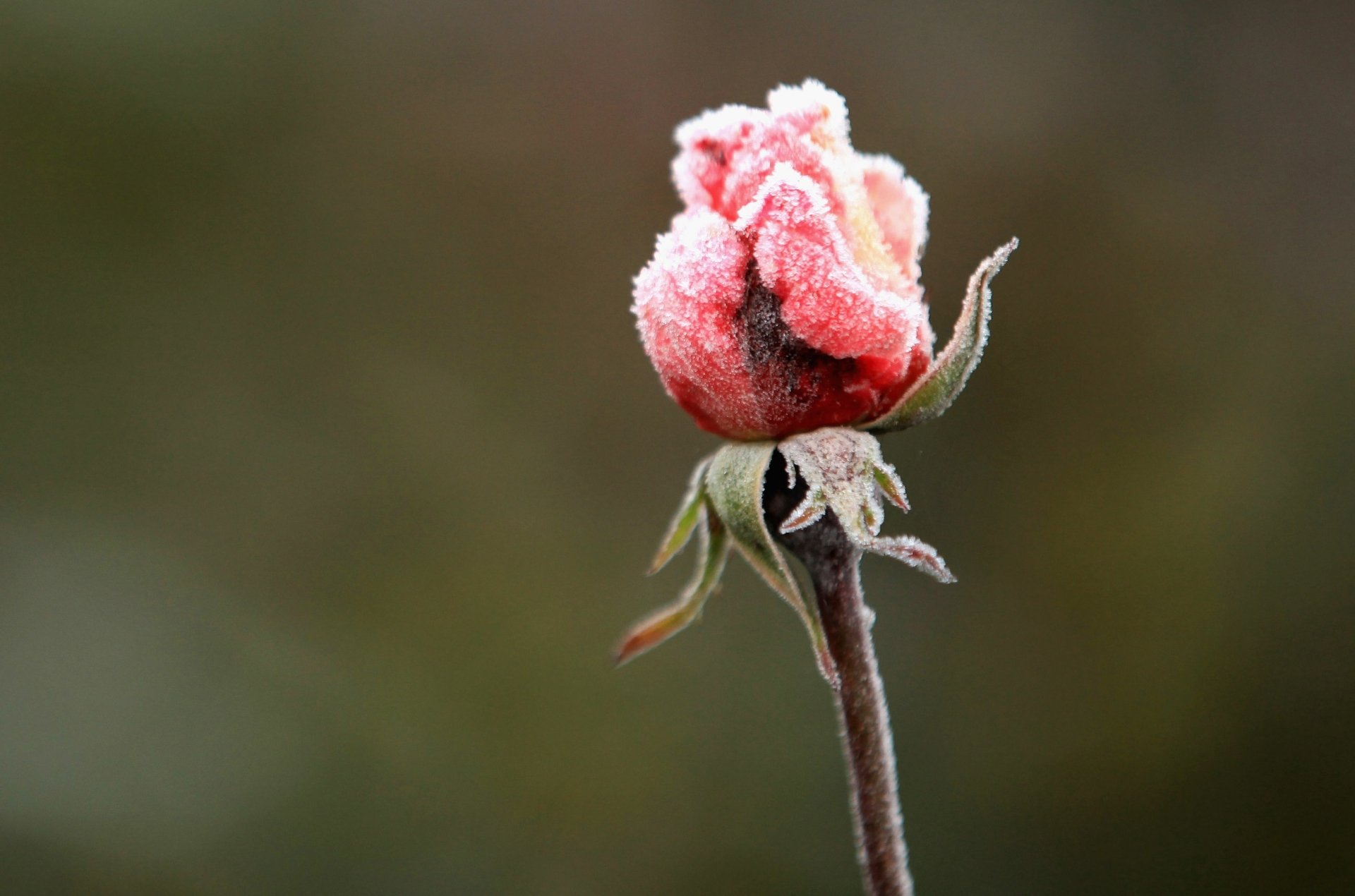 Download Flower Bud Nature Rose 4k Ultra HD Wallpaper