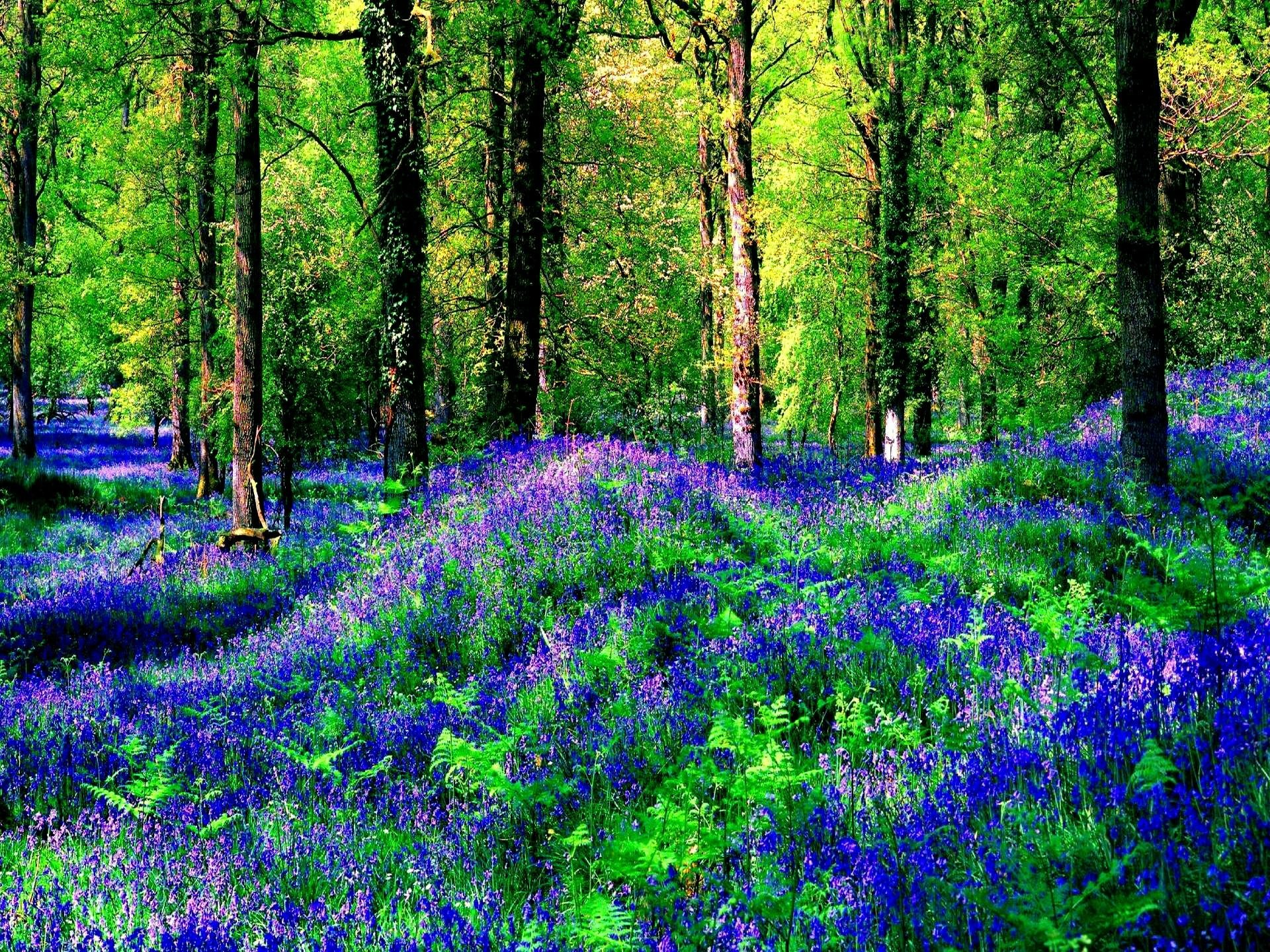 Purple Flowers  in the Forest  HD  Wallpaper Background 