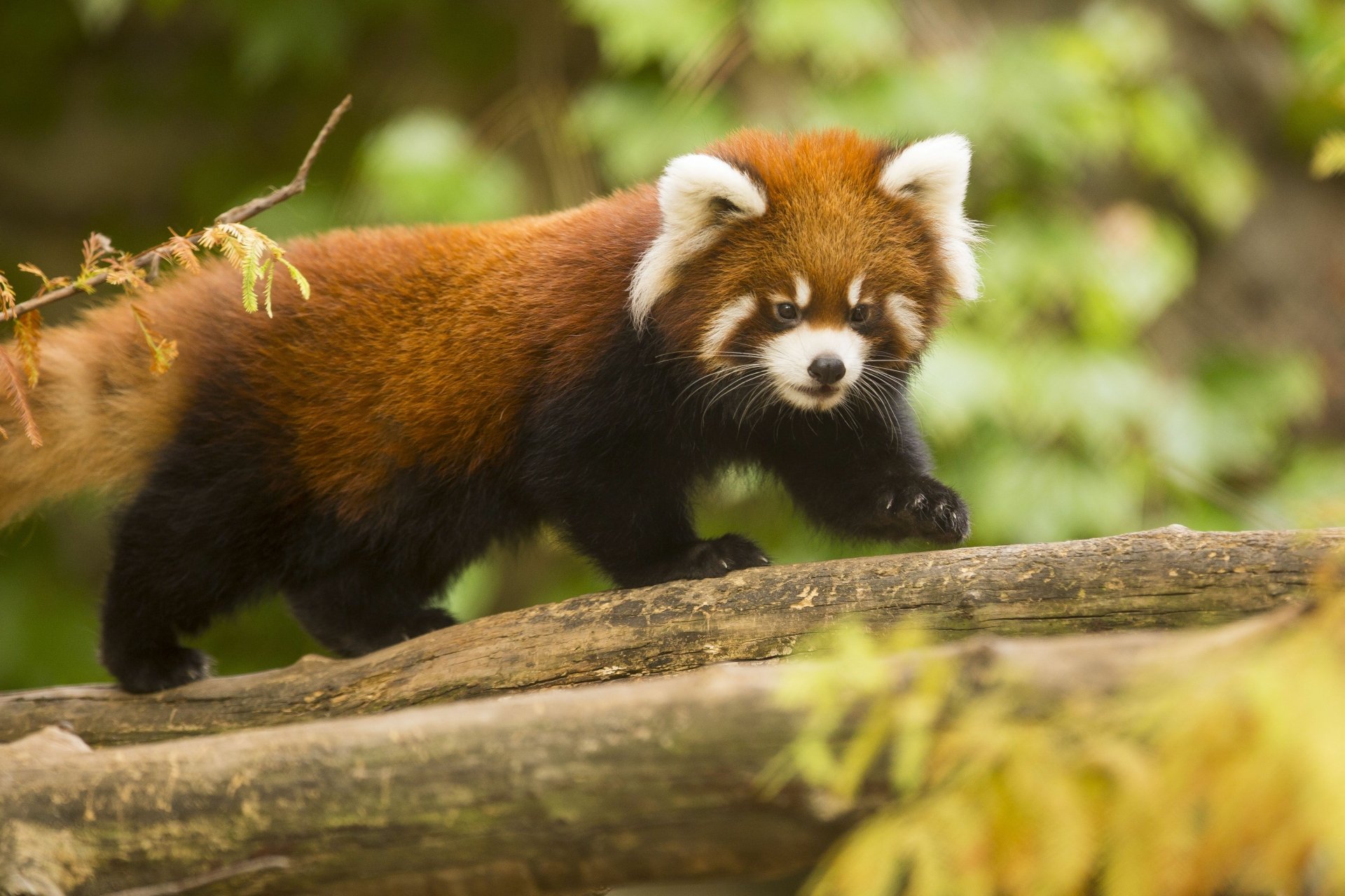 Download Zoo Animal Red Panda 4k Ultra HD Wallpaper