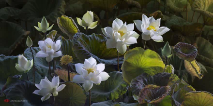 A serene HD wallpaper featuring vibrant white lotus flowers surrounded by lush green leaves, capturing the beauty of nature in a tranquil setting.