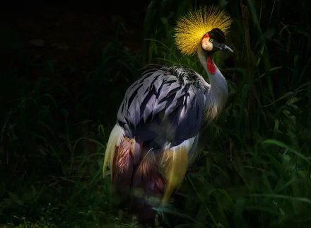  East-African Grey Crowned Crane