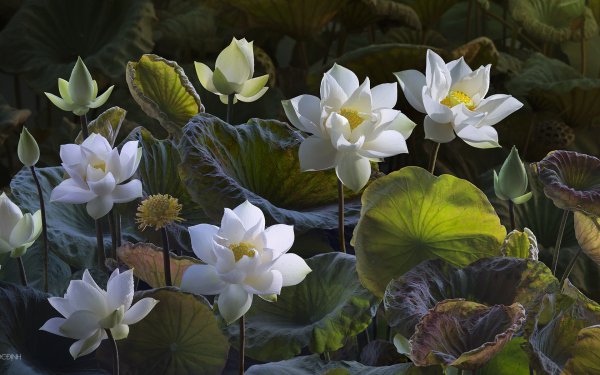 Earth Lotus Flowers Flower Leaf White Flower Nature HD Wallpaper | Background Image