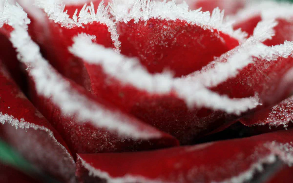  frosted rose