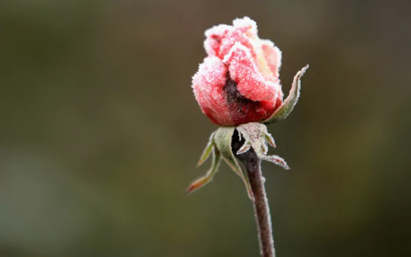  frosted rose