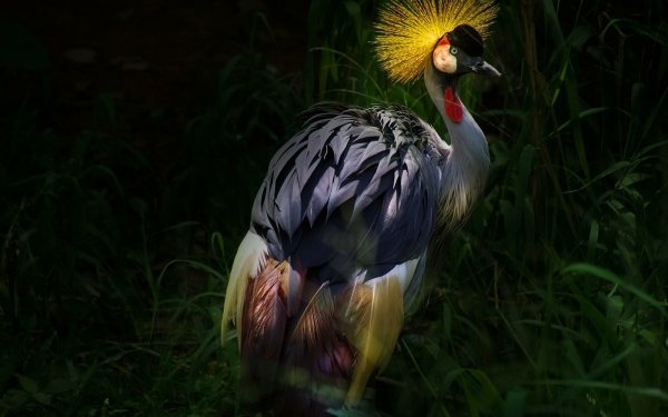 Animal Grey Crowned Crane Birds Cranes Bird Crane Colorful HD Wallpaper | Background Image