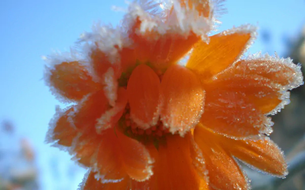  frosted flower