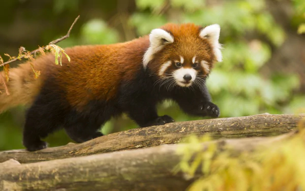  red panda from the Chicago Zoo