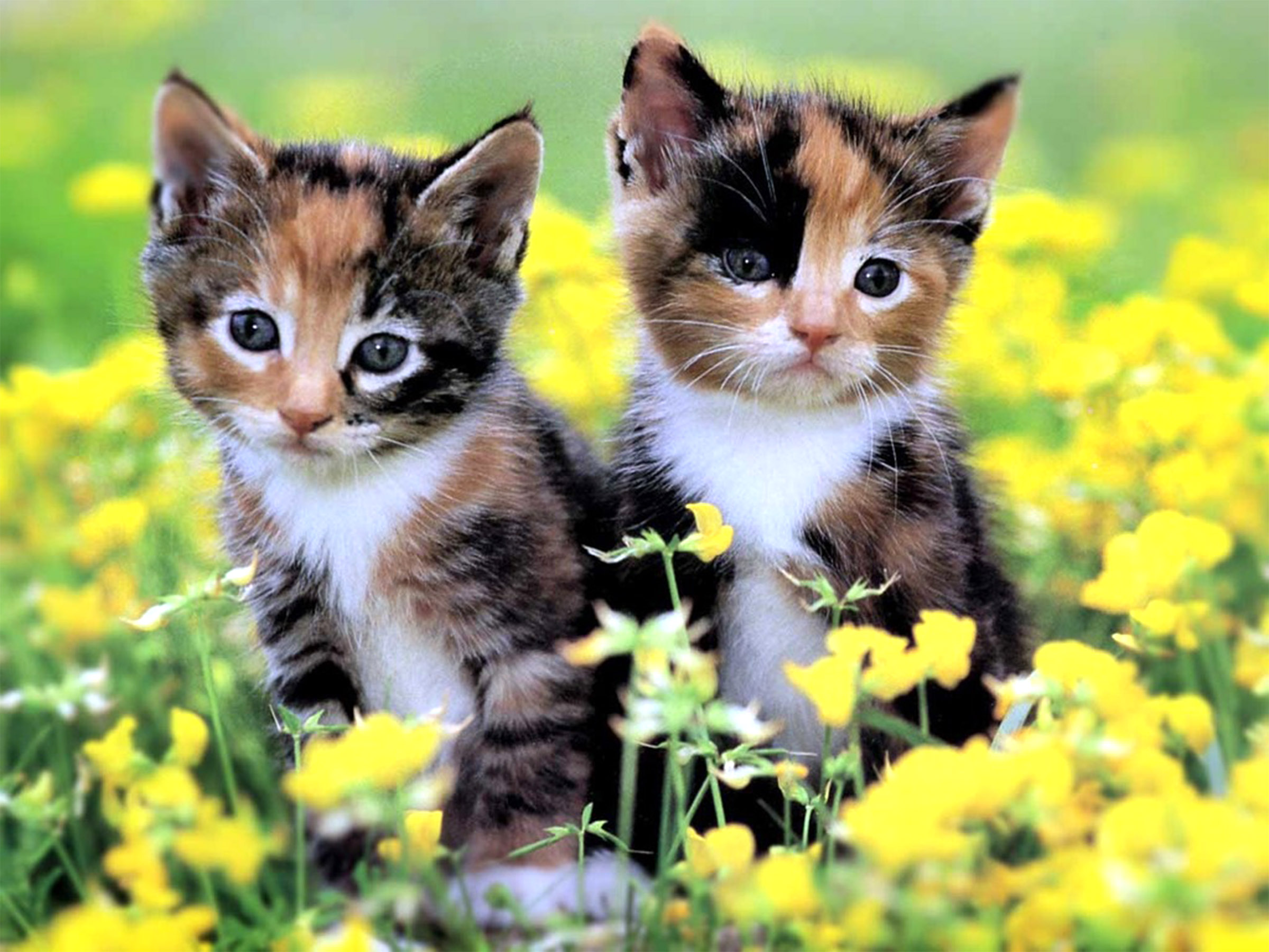 Two Kittens In Flower Field Full HD Wallpaper And Background