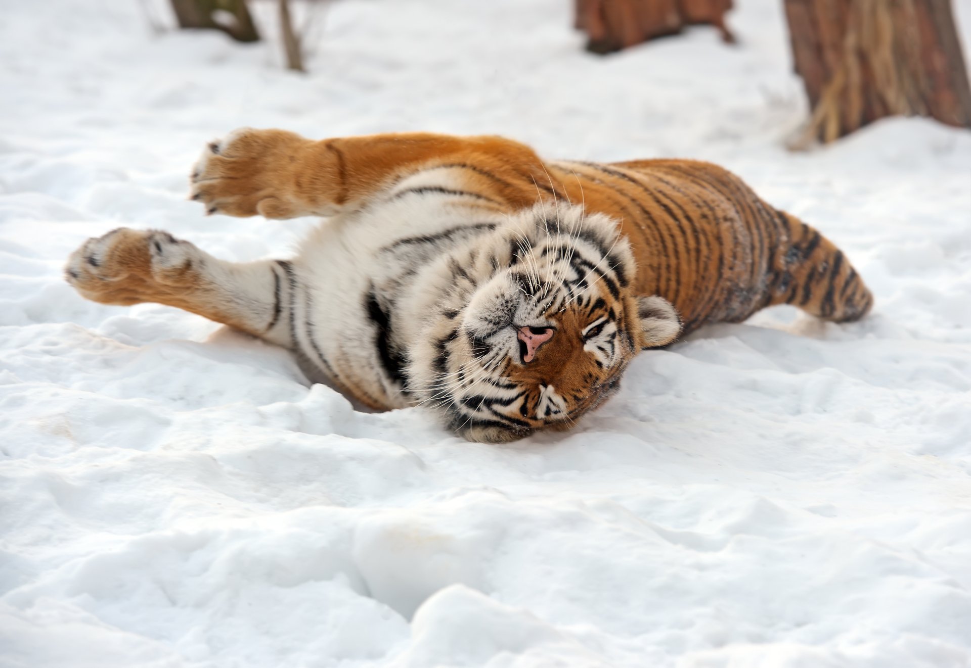 A 4K Ultra HD image of an Amur tiger lying and stretching in the snow, showcasing its vibrant stripes and natural beauty in a snowy environment.