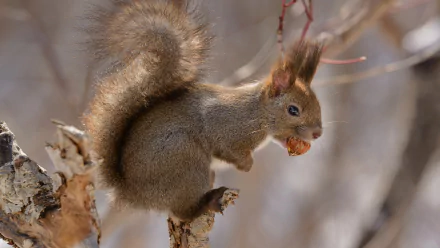 HD PC desktop wallpaper: red squirrel in Japan perched on a birch branch, nibbling a nut.