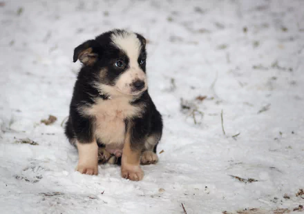 cute snow winter puppy Animal dog cute winter HD Desktop Wallpaper | Background Image