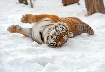 A 4K Ultra HD image of an Amur tiger lying and stretching in the snow, showcasing its vibrant stripes and natural beauty in a snowy environment.
