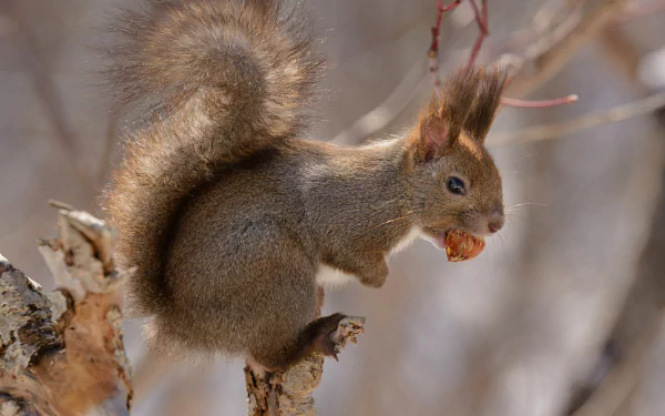HD PC desktop wallpaper: red squirrel in Japan perched on a birch branch, nibbling a nut.