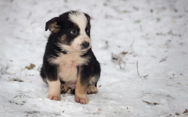 cute snow winter puppy Animal dog cute winter HD Desktop Wallpaper | Background Image