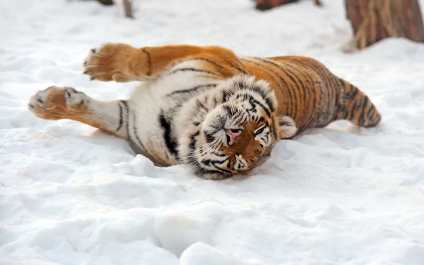 A 4K Ultra HD image of an Amur tiger lying and stretching in the snow, showcasing its vibrant stripes and natural beauty in a snowy environment.