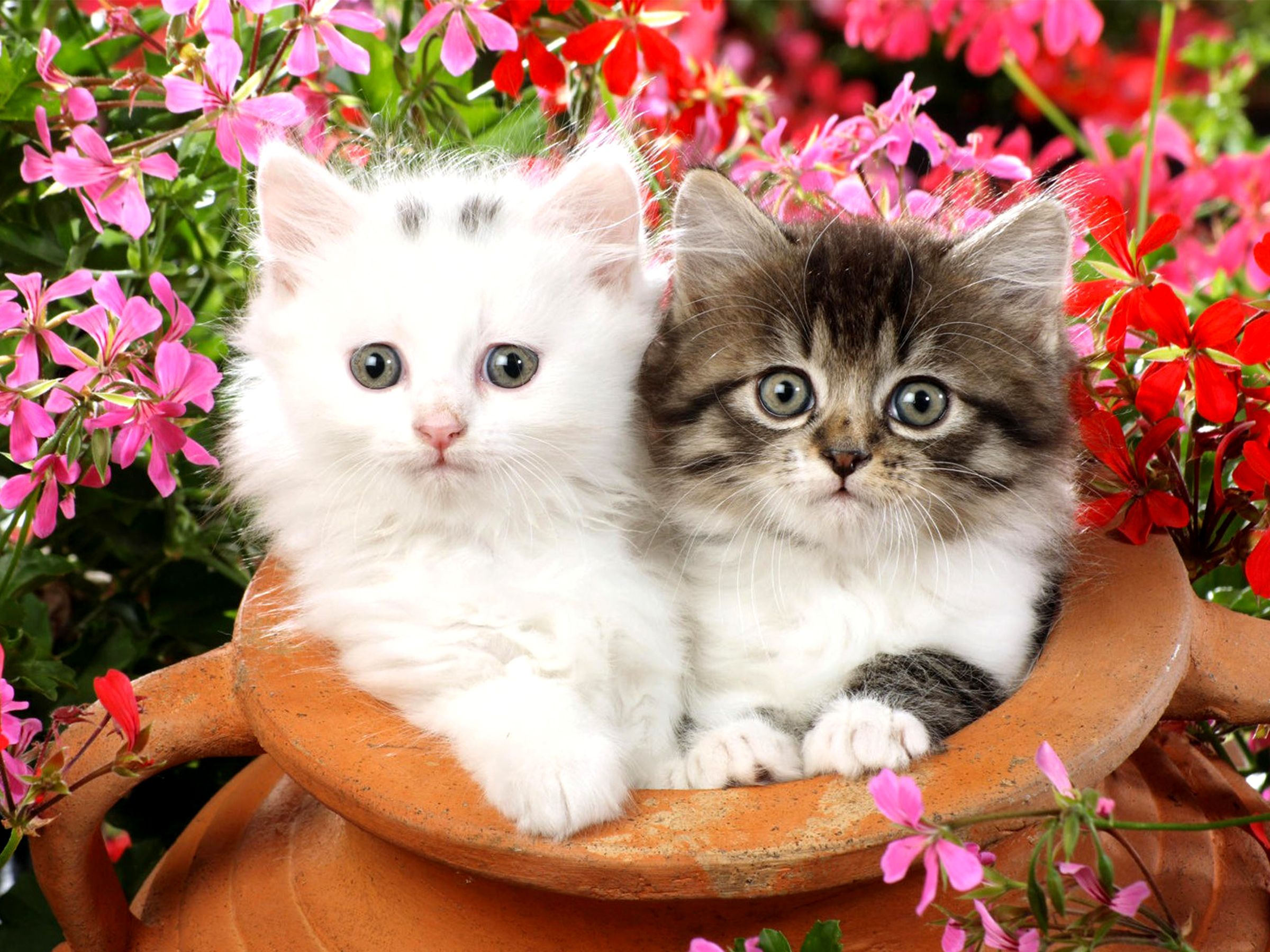Cute Kittens With Flowers