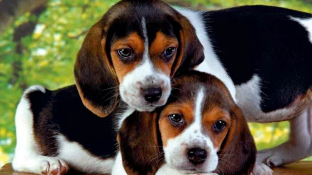 Close-up of two adorable beagle puppies, showcasing their expressive eyes and playful demeanor, set against a vibrant, natural background. Perfect HD desktop wallpaper for dog lovers.