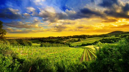 A stunning landscape of a vineyard in the Austrian countryside near Vienna, featuring lush green fields under a dramatic sky filled with clouds at sunset.
