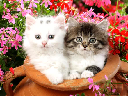 Two fluffy kittens, one white and one tabby, sit together in a ceramic pot surrounded by vibrant red and pink flowers, captured in HD for a charming desktop wallpaper.