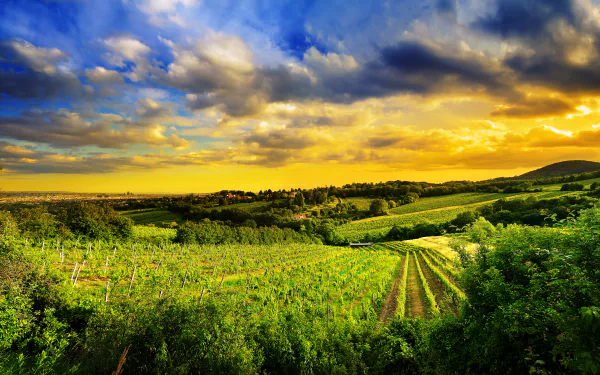 vineyard sky cloud countryside Austria Vienna green field hill photography landscape HD Desktop Wallpaper | Background Image