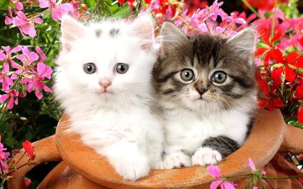 Two fluffy kittens, one white and one tabby, sit together in a ceramic pot surrounded by vibrant red and pink flowers, captured in HD for a charming desktop wallpaper.