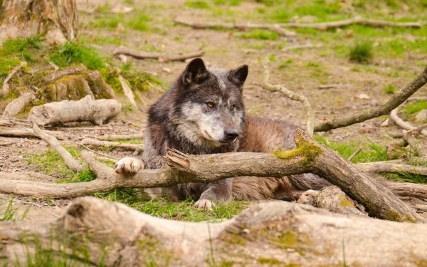 Animal Wolf Wolves Lying Down Wood HD Wallpaper | Background Image
