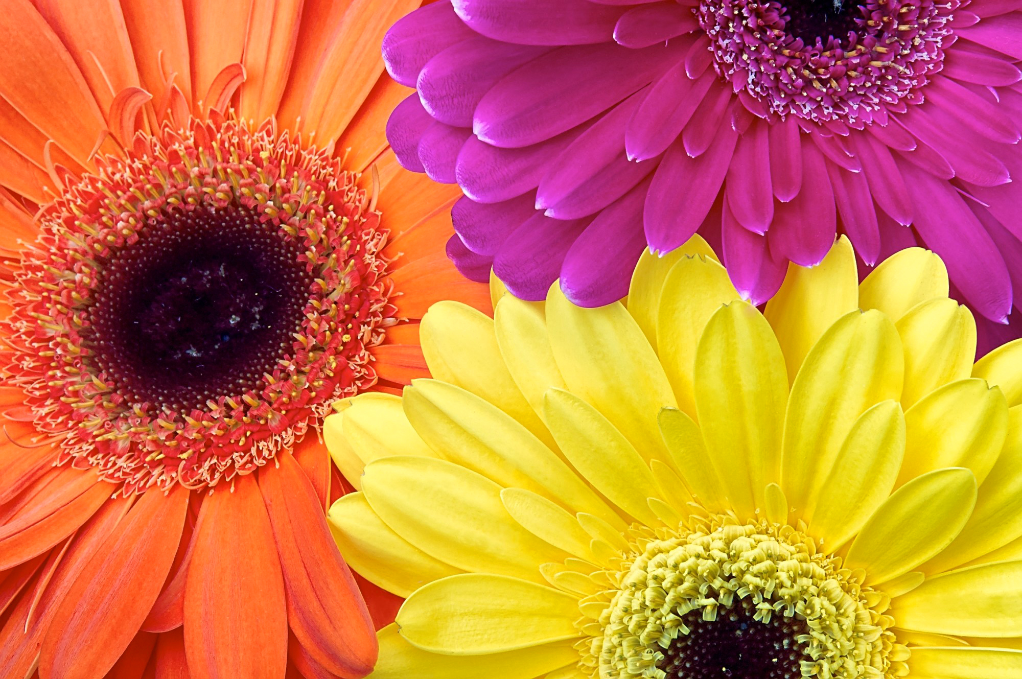 Three Gerberas