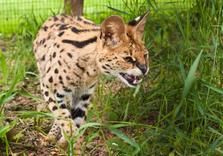 grass fangs Animal serval HD Desktop Wallpaper | Background Image