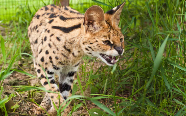 grass fangs Animal serval HD Desktop Wallpaper | Background Image