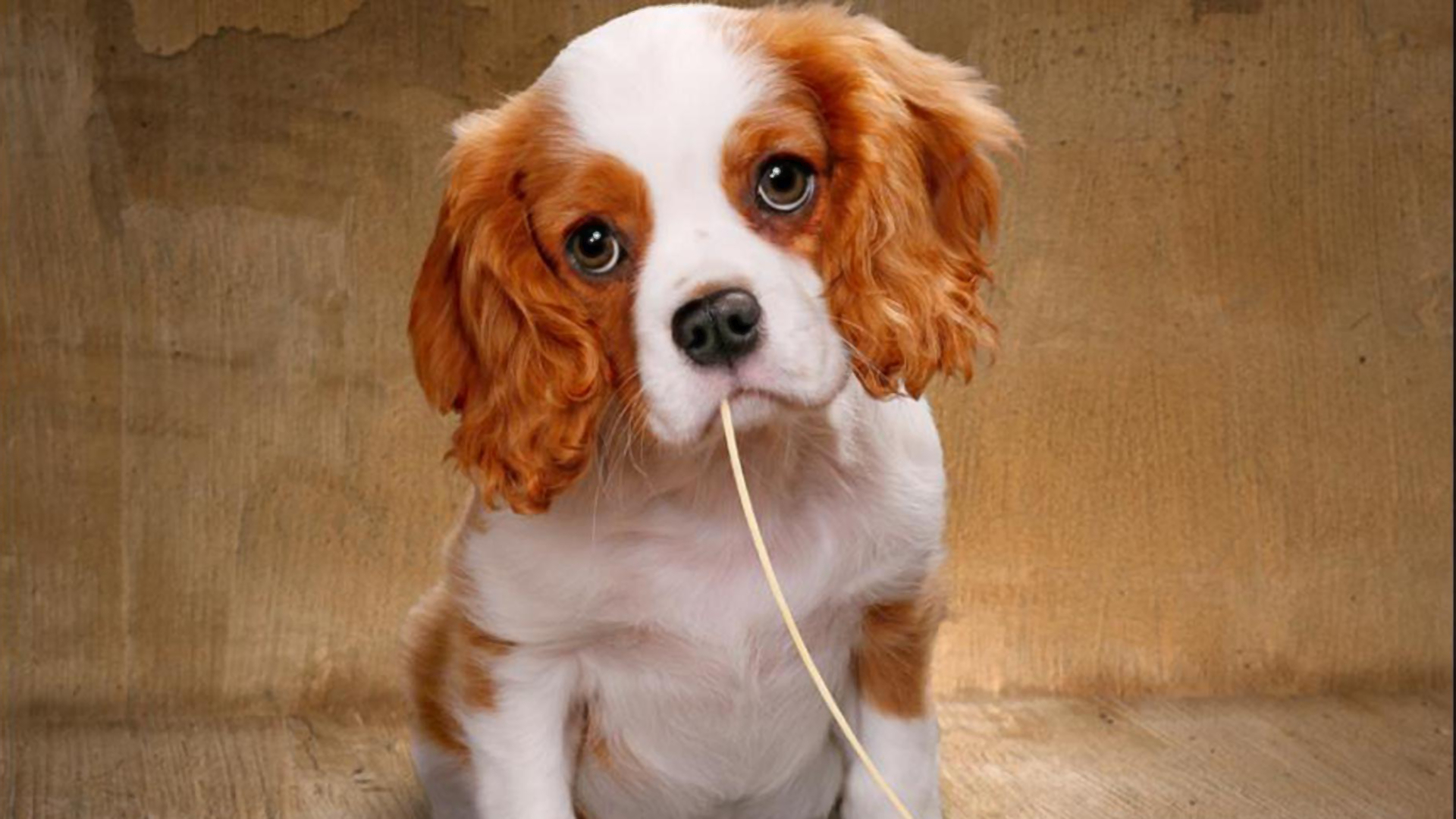 cavalier king charles spaniel wallpaper